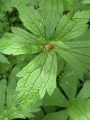 Rilaena