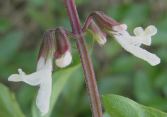 Orthosiphon schimperi