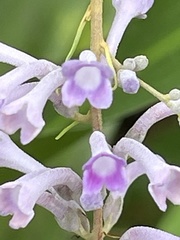 Buddleja lindleyana