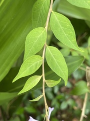 Buddleja lindleyana