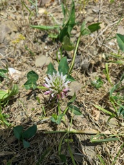 Trifolium hybridum