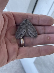 Gloveria arizonensis