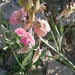 Norfolk Everlasting-Pea - Photo (c) Meneerke bloem, some rights reserved (CC BY-SA)