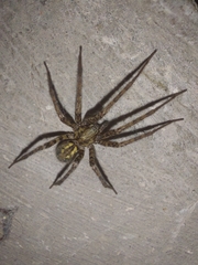 Tegenaria ferruginea