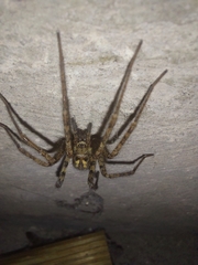 Tegenaria ferruginea
