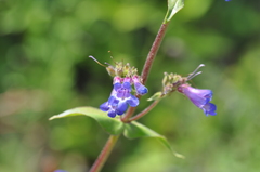 Penstemon subserratus