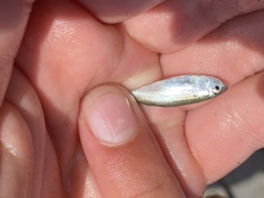Leiostomus xanthurus