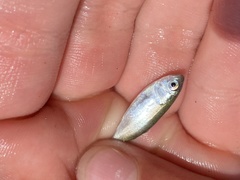 Leiostomus xanthurus