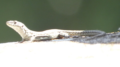 Podarcis guadarramae