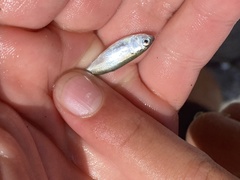 Leiostomus xanthurus