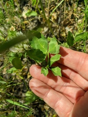 Trifolium ambiguum