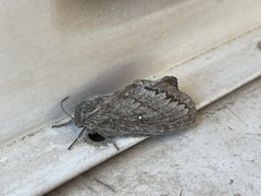 Gloveria arizonensis