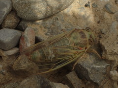 Cicadatra