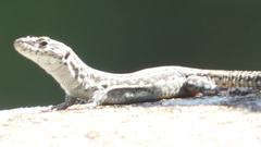 Podarcis guadarramae