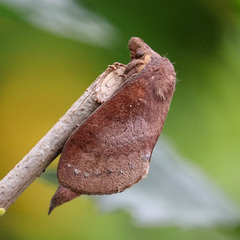 Kunugia latipennis