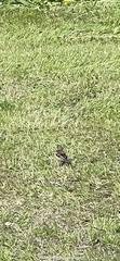 Fringilla coelebs