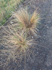 Amelichloa caudata