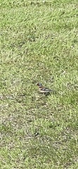 Fringilla coelebs