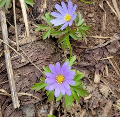 Anemonoides caucasica