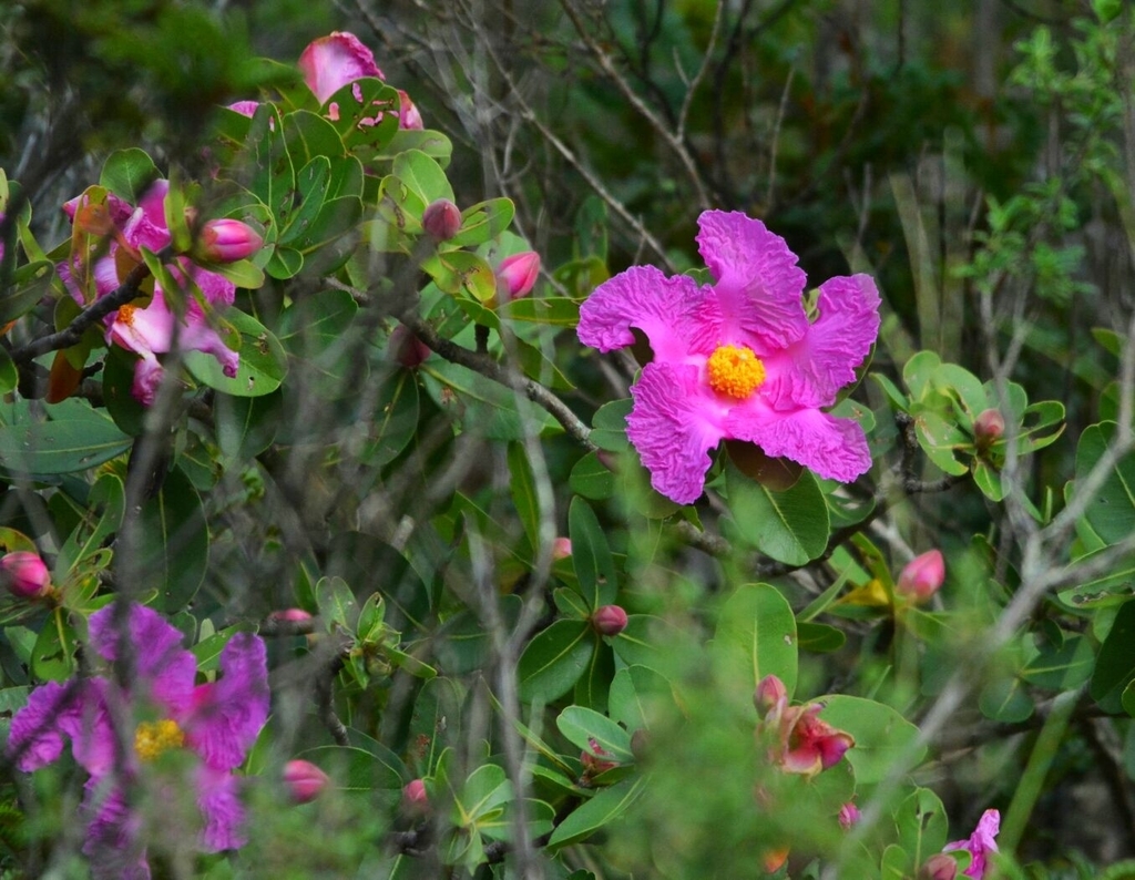 Kielmeyera rosea