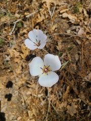 Calochortus invenustus