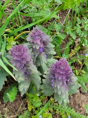 Ajuga orientalis