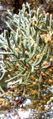 Cupressus arizonica