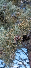 Cupressus arizonica