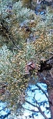 Cupressus arizonica