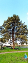 Cupressus arizonica