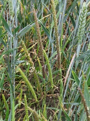 Alopecurus myosuroides