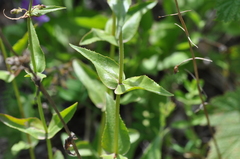 Penstemon subserratus