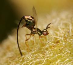 Sycoscapter cornutus