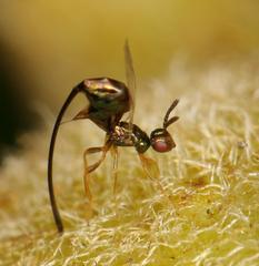 Sycoscapter cornutus