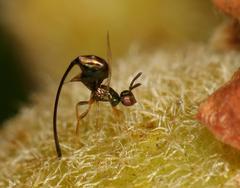 Sycoscapter cornutus