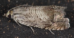 Ofatulena duodecemstriata