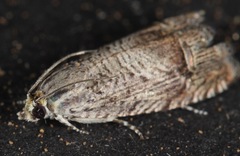 Ofatulena duodecemstriata