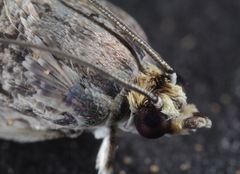 Ofatulena duodecemstriata