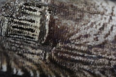 Ofatulena duodecemstriata