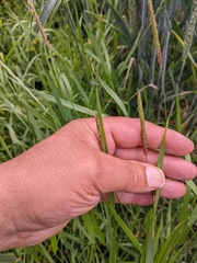 Alopecurus myosuroides