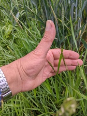 Alopecurus myosuroides