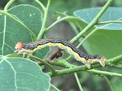 Erannis tiliaria