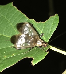 Itara minor