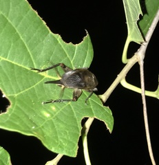 Itara minor