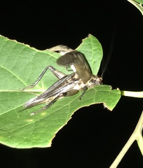 Itara minor