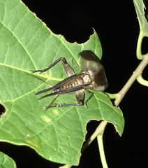 Itara minor