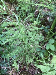 Equisetum sylvaticum image
