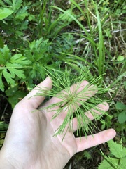 Equisetum sylvaticum image
