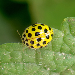 Psyllobora vigintiduopunctata