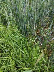 Alopecurus myosuroides